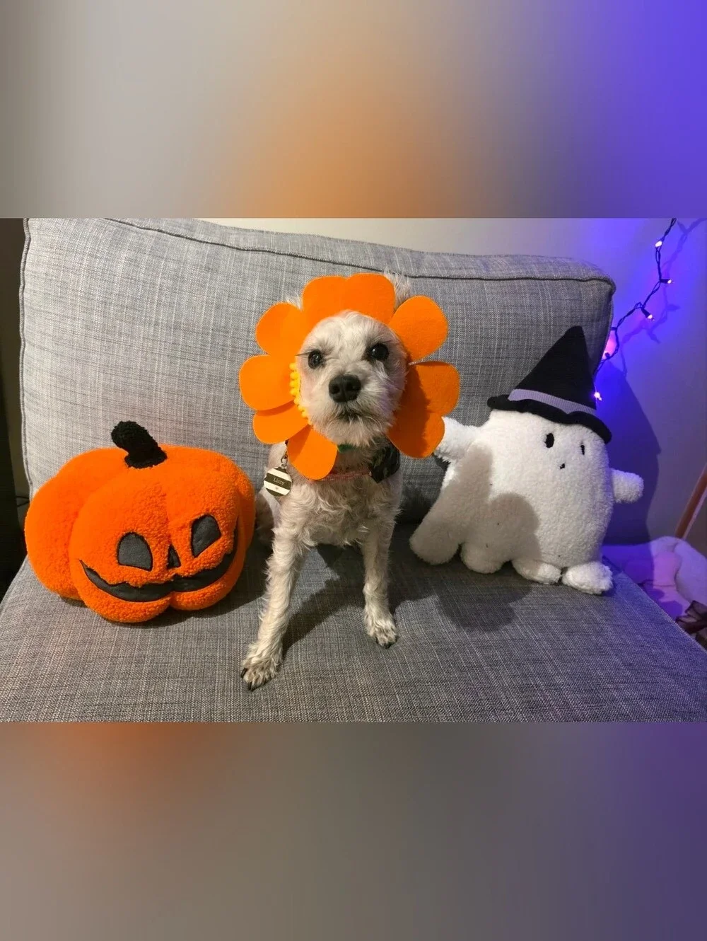 Hyde & Eek sunflower flower cat small dog halloween costume
